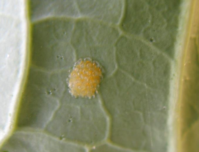 Swiss chard was sprayed with spinosad for second generation leaf miners after we found egg batches last week.