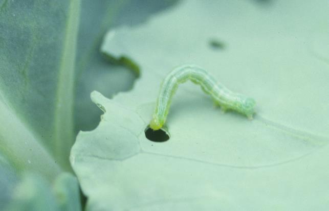 more prone to resistance problems than ICW and CSC, so Cole needs to be sure to alternate between sprays so that the caterpillars don t learn to eat their insecticides.