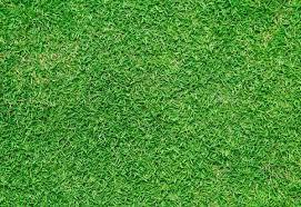 Turf in the Southwest Bermuda Mowing: 1 2 inches of height Watering: water deeper, less frequently Wet soil to