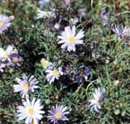 Moonee Valley Local Plants 21 Cut-leaf daisy (Brachyscome multifida) Requirements: Prefers moist soil; will
