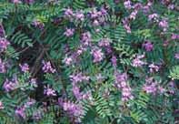 Moonee Valley Local Plants 23 SHRUBS Austral indigo (Indigofera