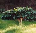 30 Sustainable Gardening in Moonee Valley Arum lily (Zantedeschia
