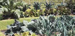 Further Information Backyard Self-Sufficiency Jackie French The Australian Vegetable Book Clive Blazey Natural Gardening in Australia Jeffrey Hodges www.
