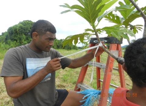 Aims And Objectives: To investigate the most effective package of practices for the propagation of breadfruit.