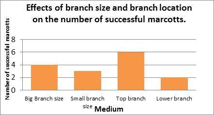 Trial2: COMPARATION STUDY OF THE TWO BRANCH SIZES AND BRANCH LOCATION ON: a) The total number of successful marcotts Marcotting big branches produced more