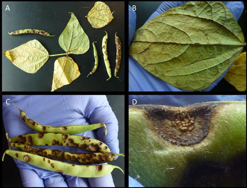another root rot disease likely present on bean roots at emergence. Where one of these diseases is observed, it is likely that the others are also present.