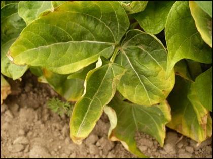 IPM (Integrated Pest Management) Tactics for Managing Plant Disease: Critical practices to managing the multitude of diseases that impact dry bean yield and quality include planting high quality seed
