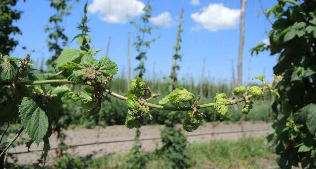 Stunted side-arm growth and distorted, pale leaves caused by downy mildew infection on hop. Photo credit Erin Lizotte Stunted side-arm growth and distorted, pale Downy mildew infection on cones.