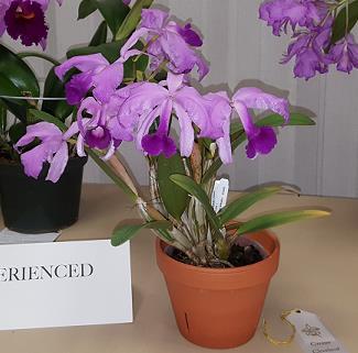 April Meeting Report April s meeting was a very well-attended repotting seminar. After brief introductory lectures on different aspects of orchid repotting Wayne Roberts, Edger Stehli, Dr.