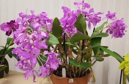 This was a great opportunity to pick the brains of the orchid experts. April s Show Table Results: Novice No entries (now is your chance new members!
