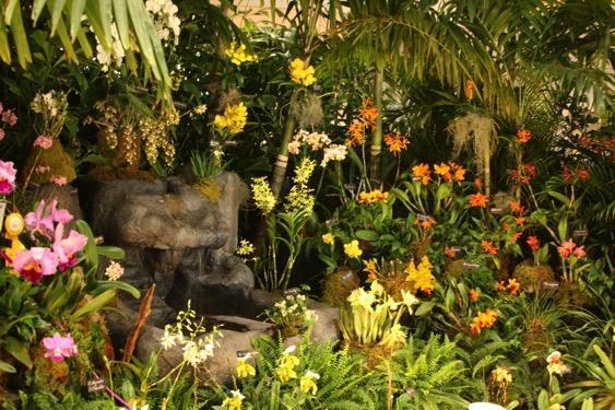 Southwest Florida Orchid Report by Rod Chima Taylor Orchid Liquidation Sale Sat May 14 th 10 am to 3 pm Over 1000 orchids at up to 50% off Add to your collection the rare, unique, show and stock