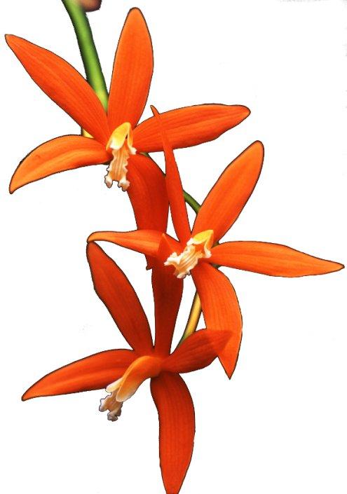 The BackBulb C June 2018 June Speaker: Tanya Lam Orchids With Long Lasting Blooms and their Care Tanya has been growing orchids since 1997.