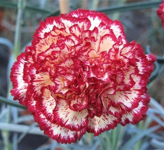 Lovely flower colour combination. Good plant growth. Flowered well in the trial. Has always been in flower and performed very well throughout the trial. Description: Perpetual flowering carnation.