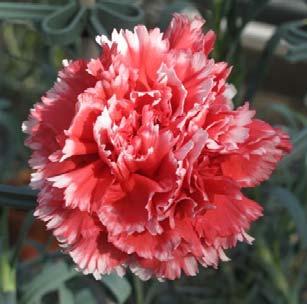 Ground vivid red (52A) paling to deep pink (52B) towards the base; broadly edged with white. Margins toothed. Flowers 8cm in diameter.