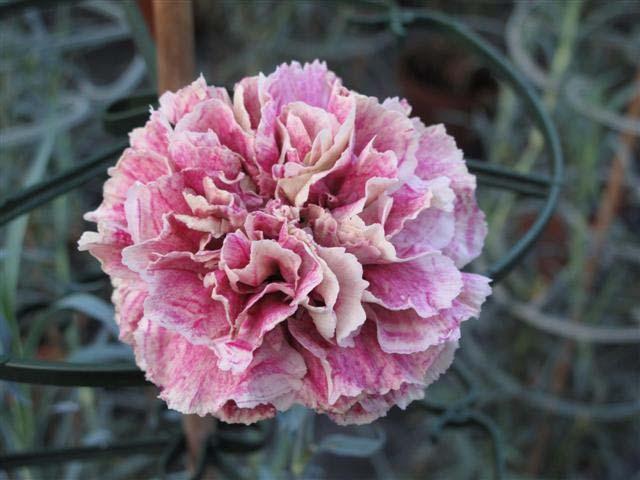 Type: Perpetual flowering carnation Sent by: P Kooij & Konen 27 November 2009 30 April 2010 Trial Notes Objective: Culture: The purpose of this trial is to ascertain the qualities of the plant and