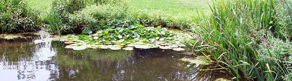 Decide how you ll use your pond, then be prepared to roll up your sleeves and do some planning.