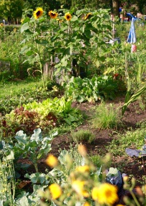 INTRODUCTION Community gardens accomplish many purposes including food production, enhancing healthy living and contributing to active neighbourhoods.