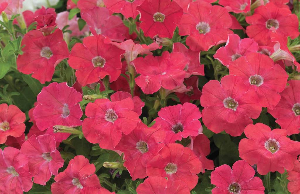 PRODUCING BEAUTIFUL PLANTS The Syngenta ornamental portfolio provides consistently superior control from seedling to market.