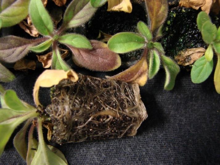BLACK ROOT ROT. Black root rot is caused by the fungus Thielaviopsis basicola.