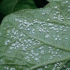Aphids Aphid