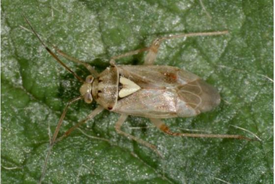 Adult  Lygus bug