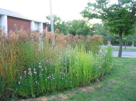 The Bottom Line Rain gardens are designed to intercept, treat, and