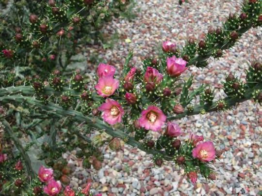 -  Severson Cylindropuntia