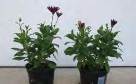 Configure Research Report (Osteospermum) 20 Configure Research Report (Penstemon) 21 By Paul Pilon, Perennial Solutions Consulting Osteospermum - Using Configure to Promote Lateral Branching By Joyce