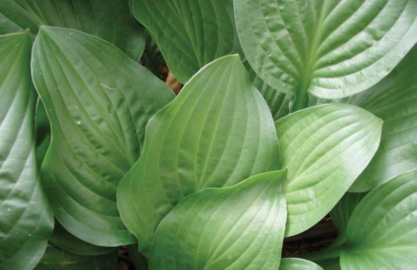 Hosta Configure, from Fine Americas, Inc. is one of the newest plant growth regulators on the market.