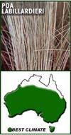and Dianella revoluta), New Zealand flax (Phormium tenax) Shrubs: grevillea (Grevillea 'Moonlight'), grass tree (Xanthorrhoea australis) Turf: couch Cost and availability