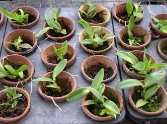 mirbellianum mutants A: Orchids PLBs used for irradiation B: Ion beam irradiation facility, JAEA, Japan C: Individual plantlets in vials for in