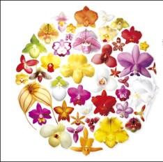 JULY 2015 Orchid Society of Coral Gables The Orchid Society of Coral Gables is a non-profit organization established for the purpose of showing the cultural and