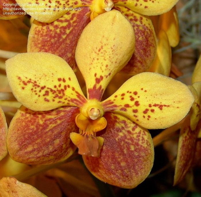 ORCHID SOCIETY OF CORAL GABLES Tasks for July from Dr. Motes Dry plants hard once or twice. Apply liquid fertilizer instead of water during dry patches.