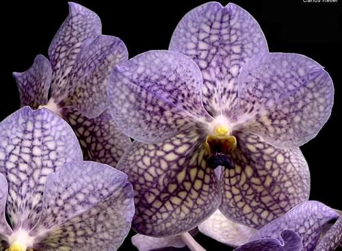 html You can also text ORCHIDS to 22828. July in Your Orchid Collection from Dr. Motes July Climate Data Average high: 90.9 Average low: 76.5 Average mean: 83.7 Average rainfall: 5.