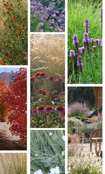 COMBINATIONS FOR CONSERVATION RECOMMENDED PLANT GROUPINGS FOR LOW-WATER LANDSCAPES LARRY RUPP ADREA WHEATON BILL