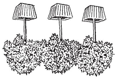 Figure 4. Container plants. and Knowing the mature size of a plant is very important. Size includes not just height, but also the mature spread or width of the shrub.