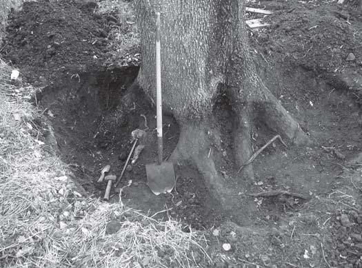 I also run a consulting business that specializes in addressing tree root/infrastructure damage.