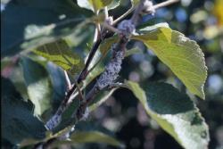 azadirachtin (neem) Biological control: lady beetles,