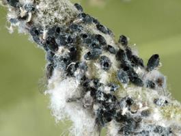 Woolly Apple Aphid
