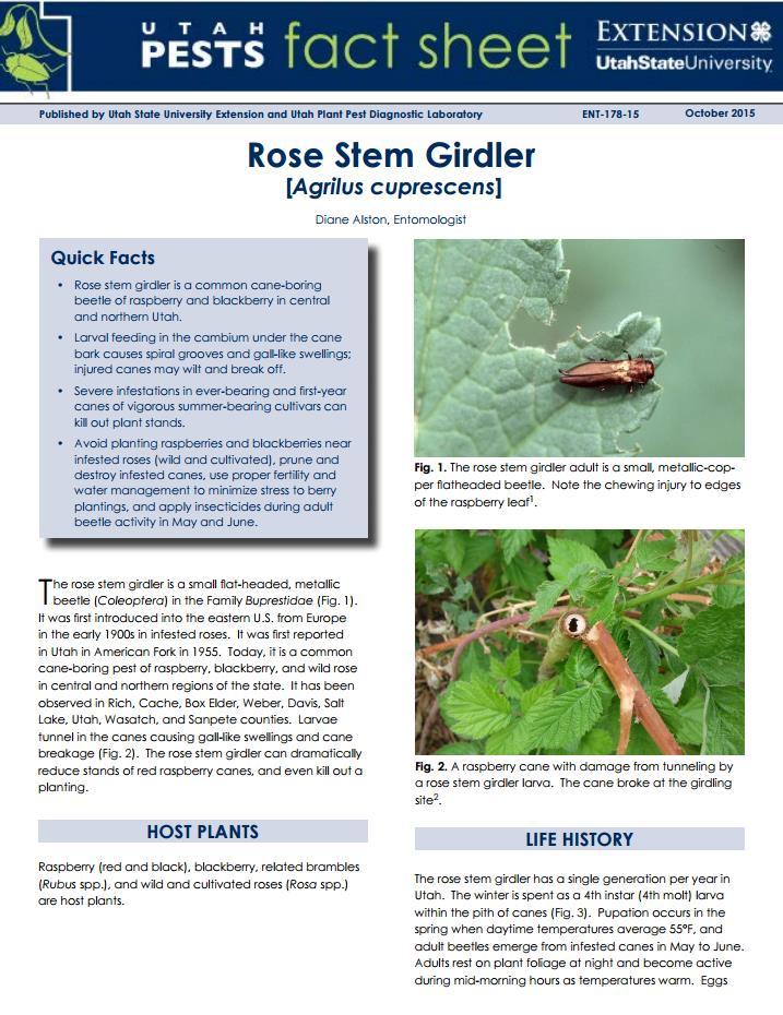 Raspberry Cane Borers Fact Sheets: Insects Small Fruit Canes break at girdling site Remove