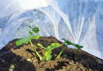 Squash Bug IPM Maintain healthy plants Field sanitation destroy crop debris immediately after harvest