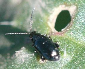 plant debris, under & on weeds In the spring, adults fly to attractive crop plants Adults feed on