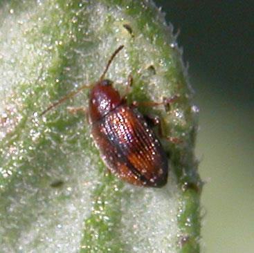 adult flea beetle shot holes Potato flea beetle
