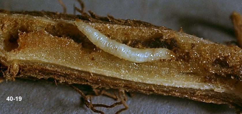 Flea Beetle Larval Damage to Vegetable Crops