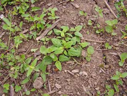Why is it important to be able to identify weeds? You need to know if it is a plant you want or not. It also helps you decide how to deal with it. When is the best time to identify a weed? Why?