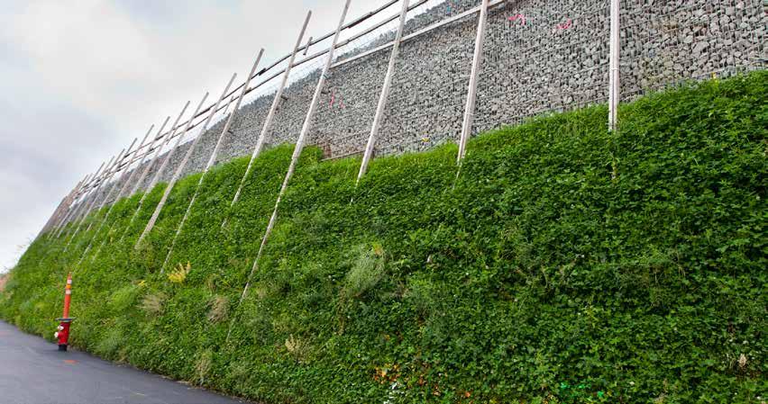 7,859 shrubs planted 2,258 ferns planted along corridor 696 trees planted 120m transparent noise walls custom made in Austria Green walls along St.