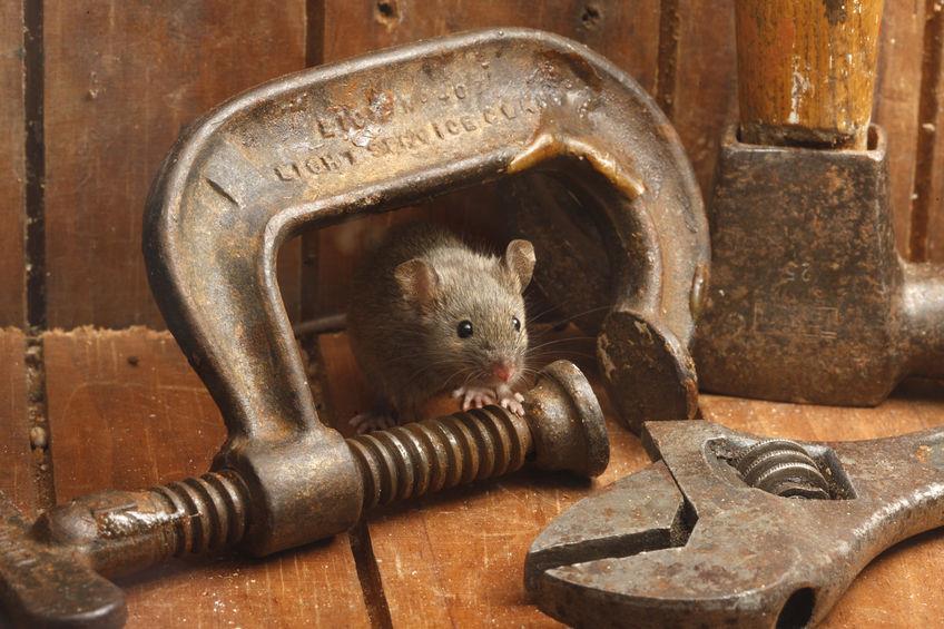 Depending on the extent of your rodent problem, within a few days (or maybe even hours) you ll have begun to catch a few critters with your traps, especially after removing their usual hiding places
