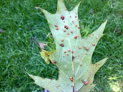 The other option is a basal trunk drench using dinotefuran (Safari or Transtect). Woolly Alder Aphid Mark Kallal, USDA-Beltsville, found some woolly alder aphids on alder trees in Beltsville.