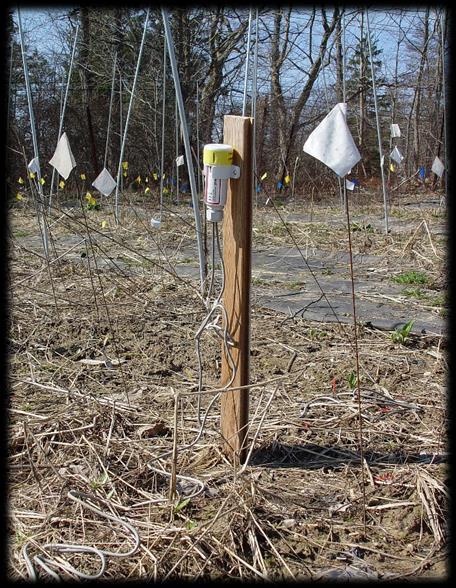 Each row contained a soil temperature probe. These probes recorded the temperature every 30 minutes throughout the winter to track freeze-thaw events in the soil.