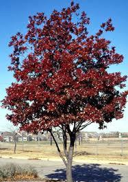 Red Oak Quercus rubra $375 Silver Linden Tilia tomentosa $245